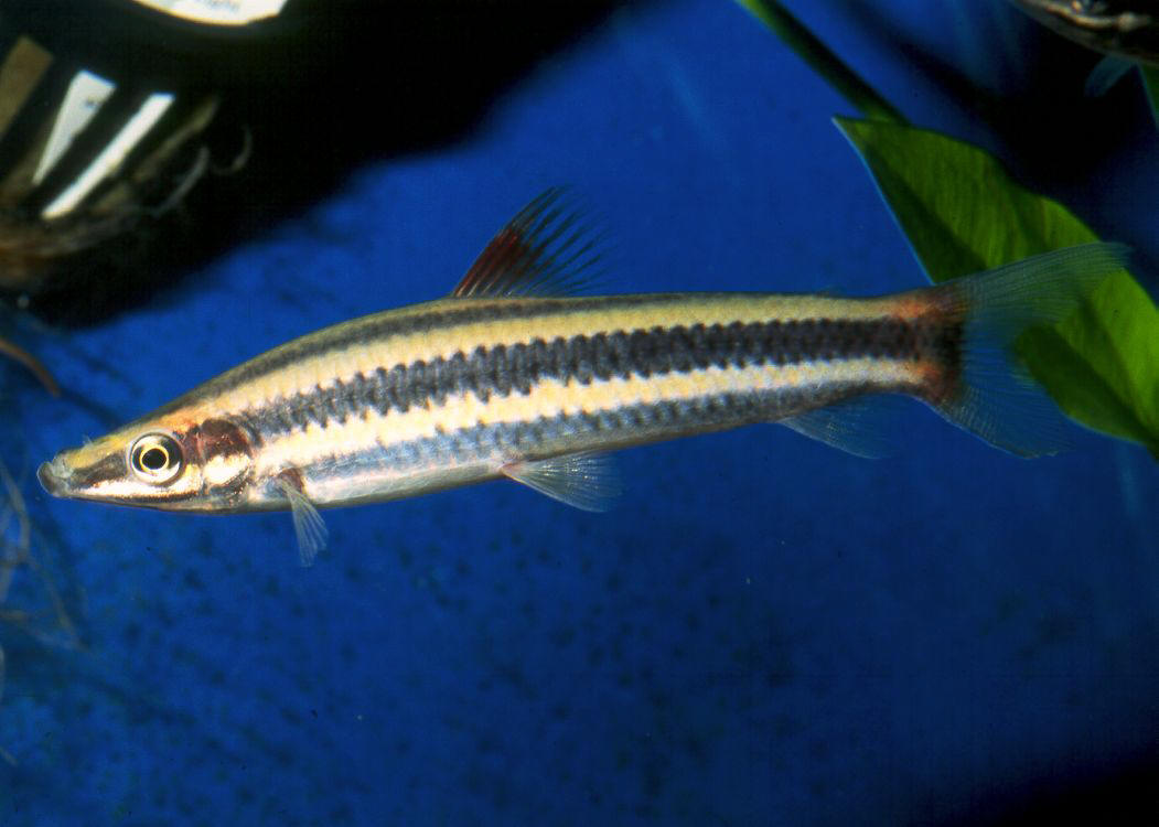 Anostomus anostomus